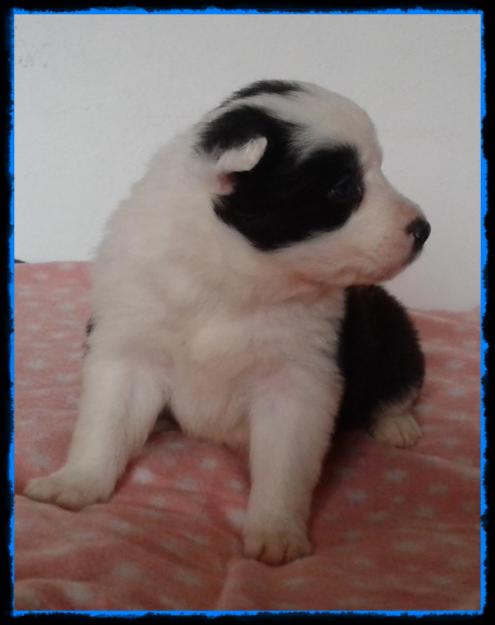 Increibles border collie. con excl pedigree.