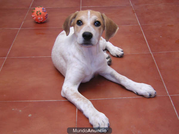 Lática, cachorrita de 3 meses en adopción
