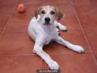Lática, cachorrita de 3 meses en adopción - mejor precio | unprecio.es