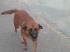 perrita de 8 meses - mejor precio | unprecio.es