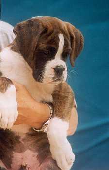 Perros Boxer