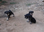 Schnauzer mini negro y plata - mejor precio | unprecio.es