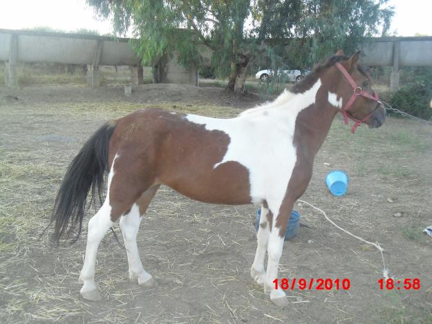 se vende mende a buen precio
