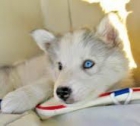 Tatyana la reina de husky - mejor precio | unprecio.es