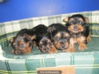 YORKSHIRE TERRIER ENANO DESDE 300 EUROS - mejor precio | unprecio.es