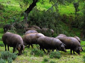 Se Vende Granja en España