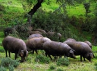 Se Vende Granja en España - mejor precio | unprecio.es