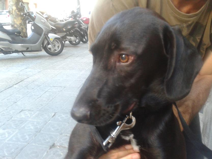 Doy mi cachorro en adopción, mestizo labrador/pastor de 7 meses