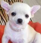 Autentica hembra Chihuahua preciosa! - mejor precio | unprecio.es
