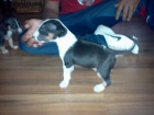 Bull Terrier - mejor precio | unprecio.es