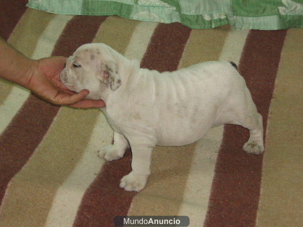 cachorros de bulldog ingles