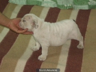 cachorros de bulldog ingles - mejor precio | unprecio.es