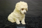 Cachorros de Caniche Enano. En color Blanco. Ejemplares de Calidad - mejor precio | unprecio.es