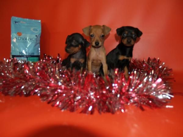 CACHORROS DE MINI PINCHER ¡ REGALA VIDA ESTAS FIESTAS!