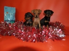 CACHORROS DE MINI PINCHER ¡ REGALA VIDA ESTAS FIESTAS! - mejor precio | unprecio.es