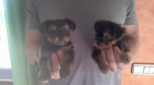 Cachorros macho yorkshire terrier toy - mejor precio | unprecio.es