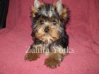 CRIA Y SELECCION YORKSHIRE TERRIER nacidos en Navarra - mejor precio | unprecio.es