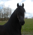 Dos caballos de Frisia lindo para la venta - mejor precio | unprecio.es