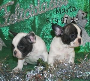 LALA Bulldog francés, garantía por escrito