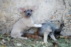 Vendo cachorritos de Chihuahua ¡tu oportunidad - mejor precio | unprecio.es