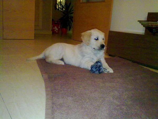 Cachorro Golden Retriever