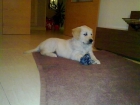 Cachorro Golden Retriever - mejor precio | unprecio.es