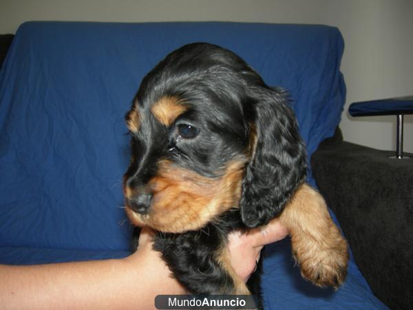 Cachorros de Cocker Spaniel