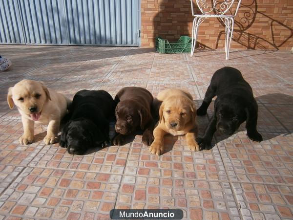 CACHORROS LABRADOR RETRIEVER