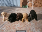 CACHORROS LABRADOR RETRIEVER - mejor precio | unprecio.es