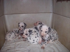 cachorros puros 100% bien pigmentados - mejor precio | unprecio.es
