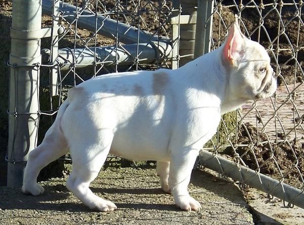 excelente francés Bulldog Puppies.