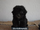 Vendo Caniches toy economicos - mejor precio | unprecio.es