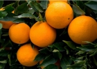 Vendo limones y naranjas murcianas!!! - mejor precio | unprecio.es
