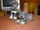 vendo preciosos schnauzer mini sal y pimienta 300euros - mejor precio | unprecio.es