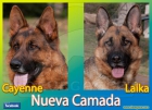 Cachorros Pastor Alemán - mejor precio | unprecio.es