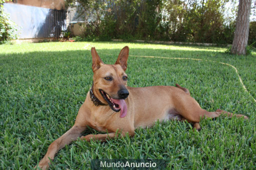 Bartolo, mestizo en adopción Sevilla