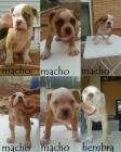 cachorros de bulldog americano - mejor precio | unprecio.es