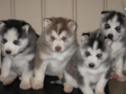cachorros de husky siberiano para adopcion - mejor precio | unprecio.es