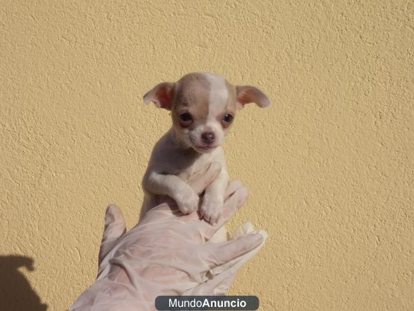 CHIHUAHUA CACHORROS 400€