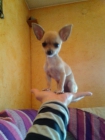 chihuahua toy hembra - mejor precio | unprecio.es