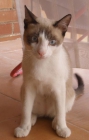 Gatito cachorro perdido en la calle - mejor precio | unprecio.es