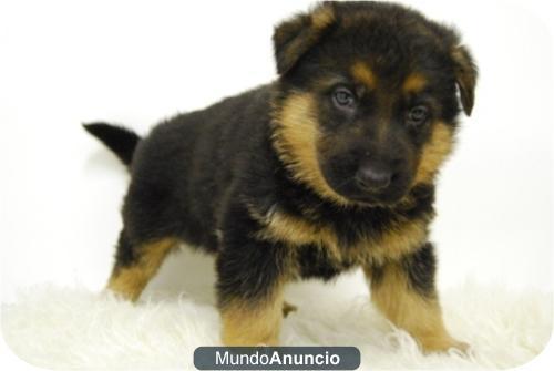 Pastor Aleman con pedigree