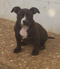 preciosa cachorrita de american bully - mejor precio | unprecio.es