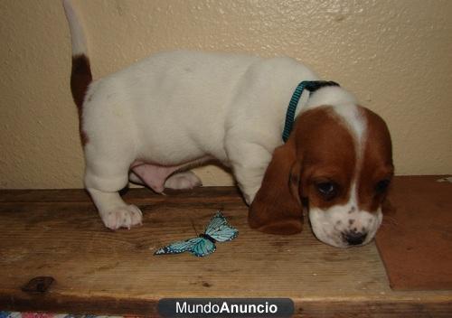 Regalo Bassat  hound-cachorros-disponibles