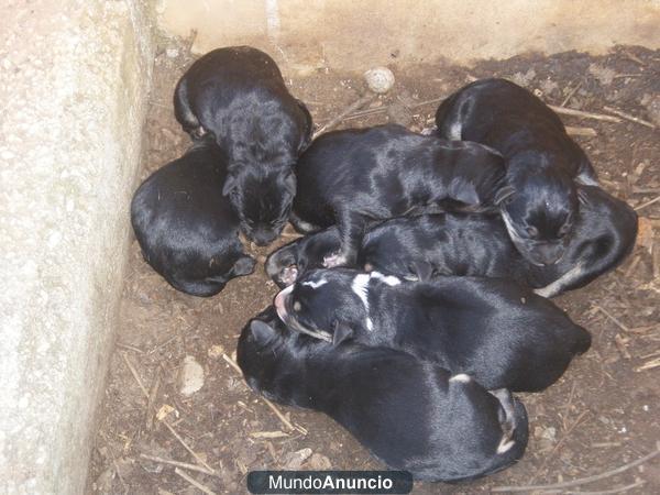 regalo cachorros , mezcla de pastora alemana y labrador