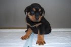ROTTWEILER  _ HA UN PRECIO  ASEQUIBLE A TODOS LOS BOLSILLOS   www.animalflower.com - mejor precio | unprecio.es