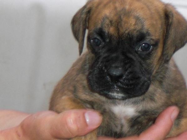 cahorros de boxer 275