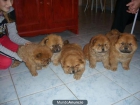exclusivos cachorros de Chow-chow de 1º calidad - mejor precio | unprecio.es