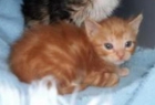 Gobi, gatito rubiales nacido en noviembre se adopta - mejor precio | unprecio.es