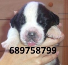 Increibles cachorros de san bernardo - mejor precio | unprecio.es